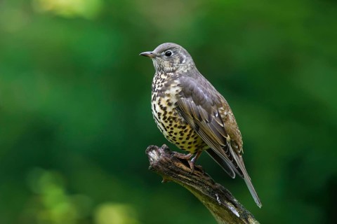 Mistle Thrush