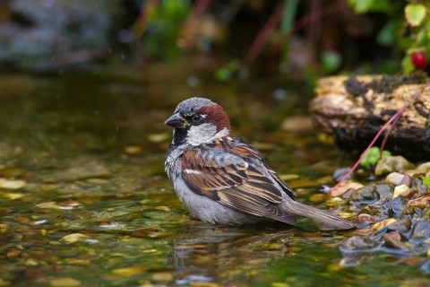 House sparrow