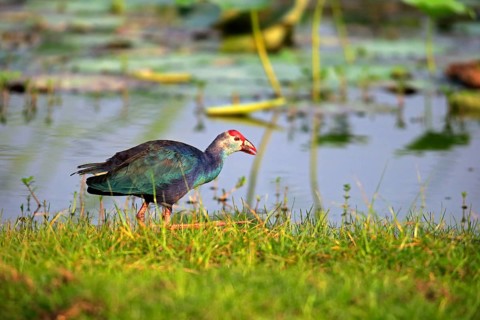 Purple swamphen