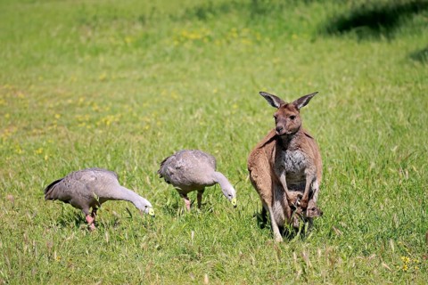 Eastern grey kangaroo