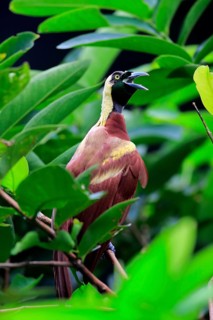 Lesser Bird of Paradise