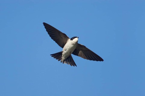Common house martins