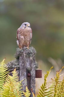 Common common kestrel