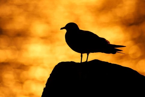 Arctic skuas