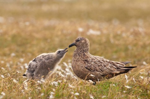 Great Skua