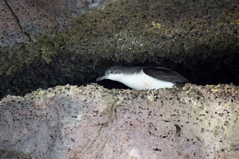 Audubon's shearwater