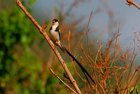 Pin-tailed Whydah