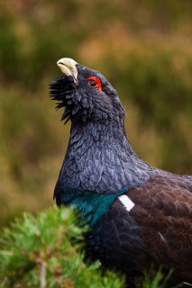 Western western capercaillie