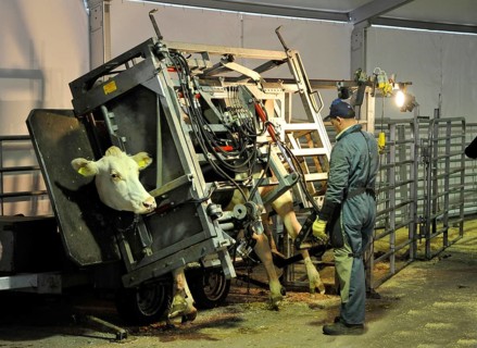 Domestic cattle