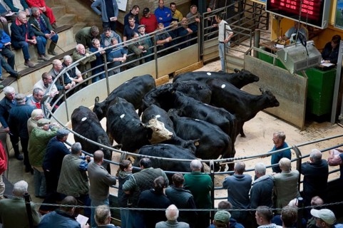 Livestock market