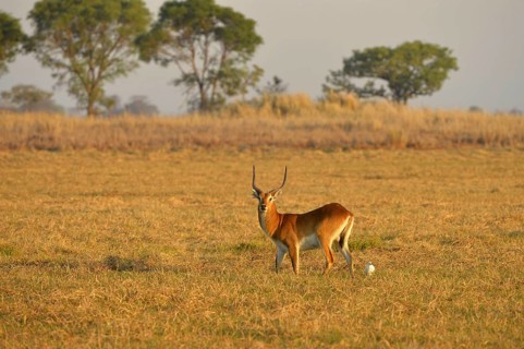 Red Lechwe