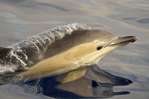 Short-beaked Common Dolphin
