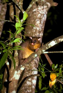Common Brushtail Possum