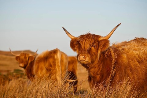 Domestic cattle