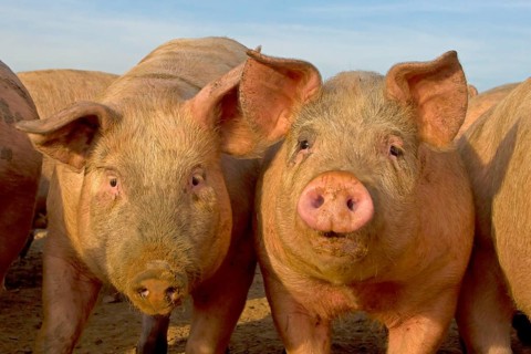 Domestic Pig