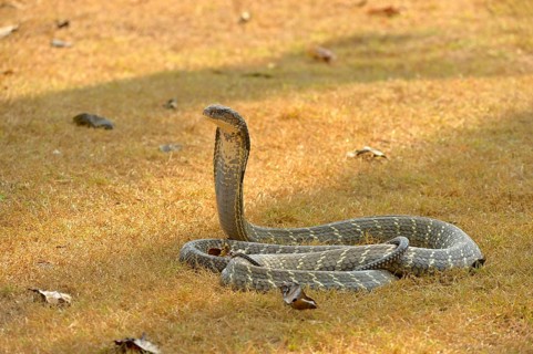 King Cobra