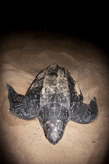 Leatherback sea turtle