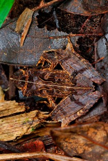 East Betsileo Madagascar Frog