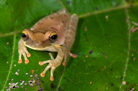 Treefrog