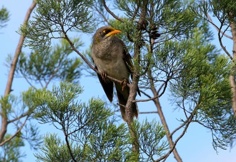 Yellow-fronted Miner