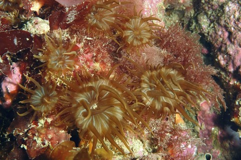 Group of trumpet anemone