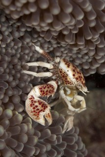 Anemone Porcelain Crab