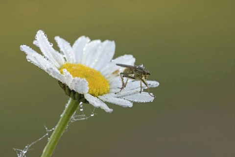 Yellow Dungfly