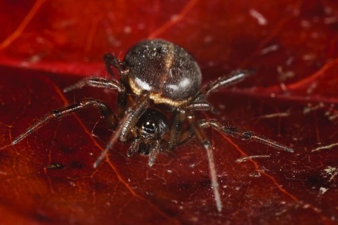 Fat spider