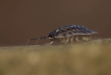 Common Woodlouse