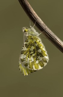 Orange-tip Butterfly