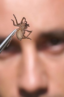 Arachnologist observes spider in tweezers for study