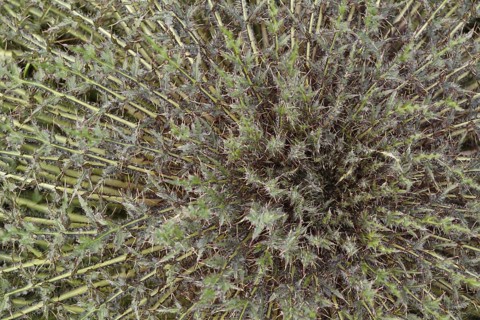 Marsh Thistle