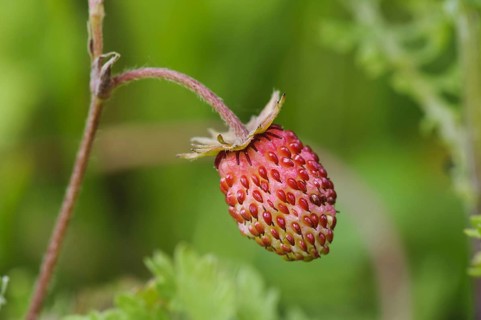Wild Strawberry