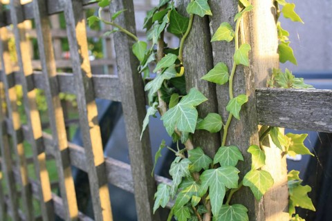 Ivy leaves