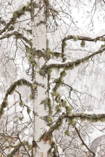 Warty birch