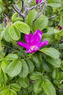 Japanese rugosa rose