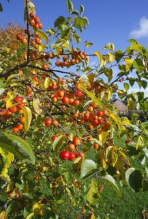 'John Downie' ornamental apple