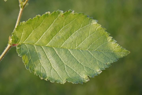 English Elm