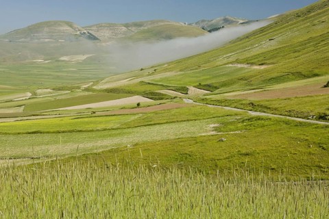 View of flowery strip fields