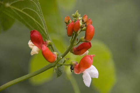 Fire bean
