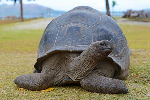 Aldabra giant tortoises