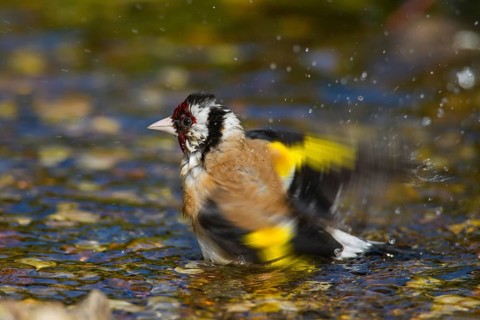 European goldfinch