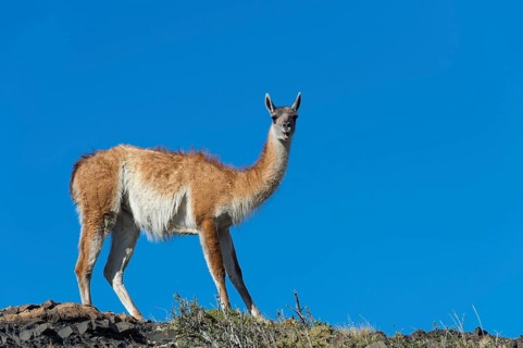 Guanaco