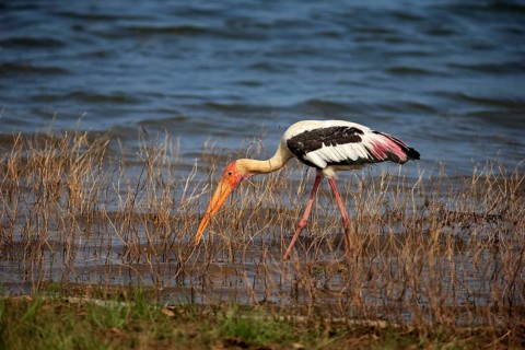 Painted stork