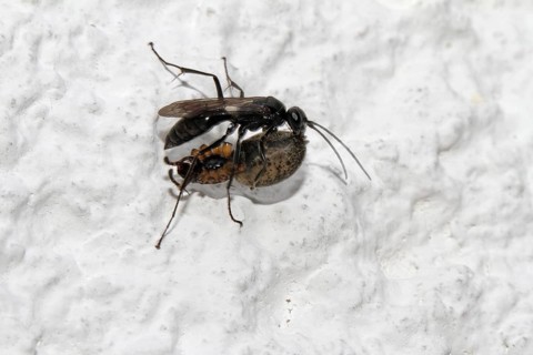 Toenail wasp