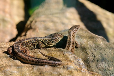 Sand lizard