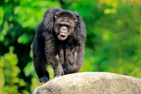 Chimpanzee