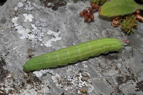 (Scabiosa) hawk moth