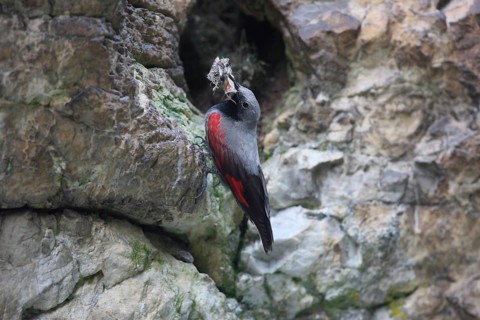 Wallcreeper