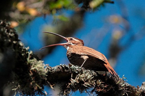 Scimitar-billed Woodcreeper